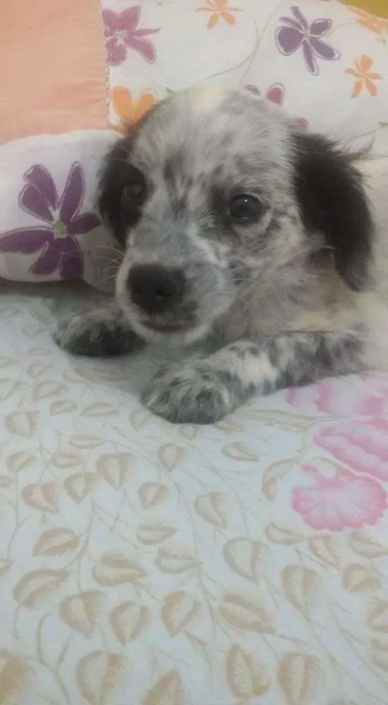 Cachorro ra a Dálmata com Srd idade 2 a 6 meses nome Floquinho