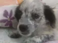 Floquinho