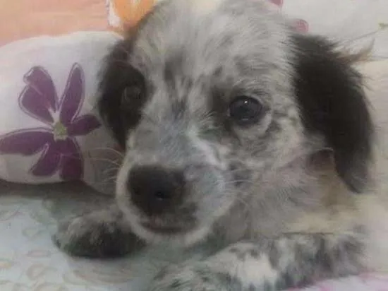 Cachorro ra a Dálmata com Srd idade 2 a 6 meses nome Floquinho