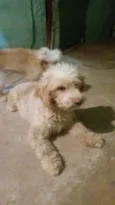 Peludinha