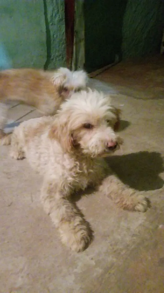 Cachorro ra a Pudor  idade  nome Peludinha