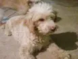 Peludinha