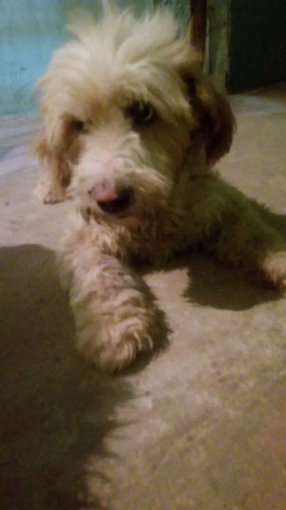 Cachorro ra a Pudor  idade  nome Peludinha