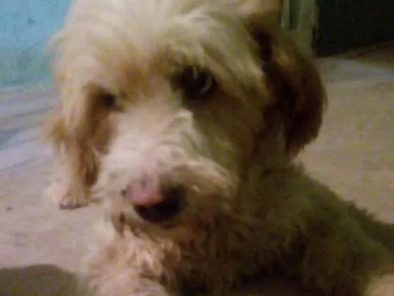 Cachorro ra a Pudor  idade  nome Peludinha