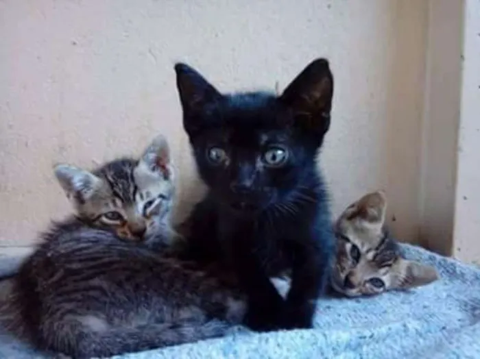 Gato ra a Viralates idade 2 a 6 meses nome PRETINHA E JUNIOR