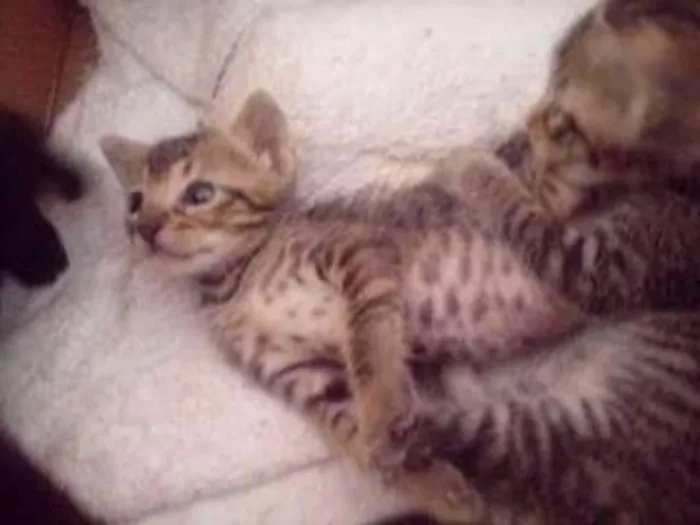 Gato ra a Viralates idade 2 a 6 meses nome PRETINHA E JUNIOR