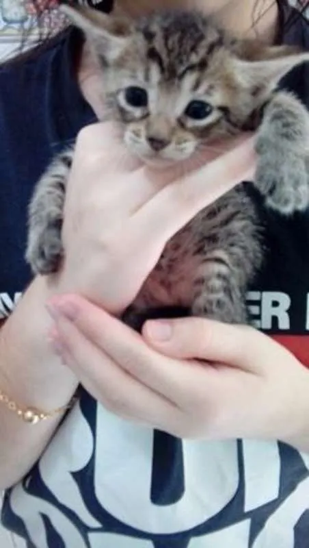 Gato ra a Viralates idade 2 a 6 meses nome PRETINHA E JUNIOR