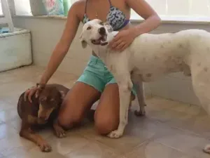 Cachorro raça Não especificada. (Vira lata)  idade 7 a 11 meses nome Niño e Catrina