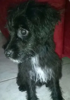 Cachorro raça Indefinido idade 2 a 6 meses nome Bepa