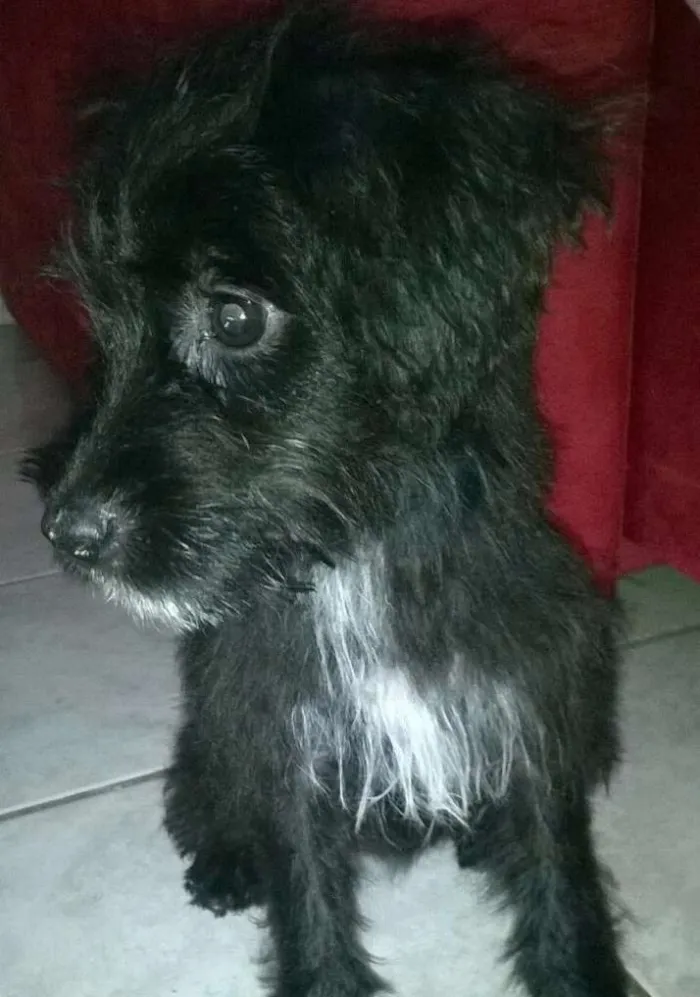Cachorro ra a Indefinido idade 2 a 6 meses nome Bepa