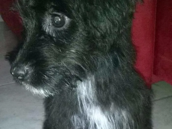 Cachorro ra a Indefinido idade 2 a 6 meses nome Bepa