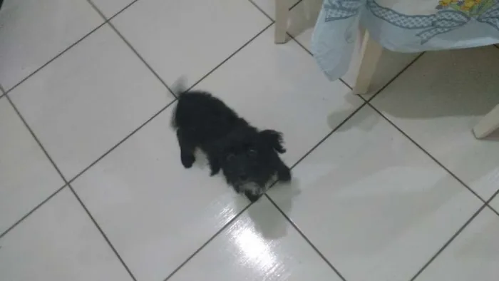 Cachorro ra a Indefinido idade 2 a 6 meses nome Bepa