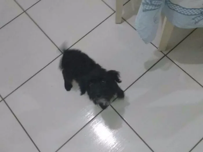 Cachorro ra a Indefinido idade 2 a 6 meses nome Bepa
