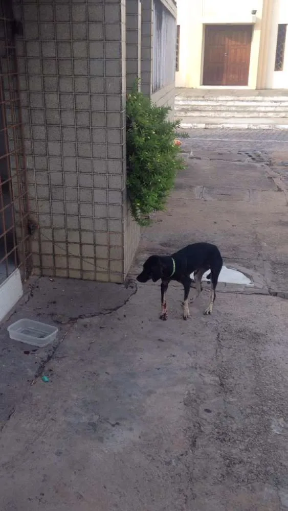 Cachorro raça Srd idade  nome Sorte