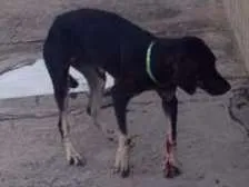 Cachorro raça Srd idade  nome Sorte