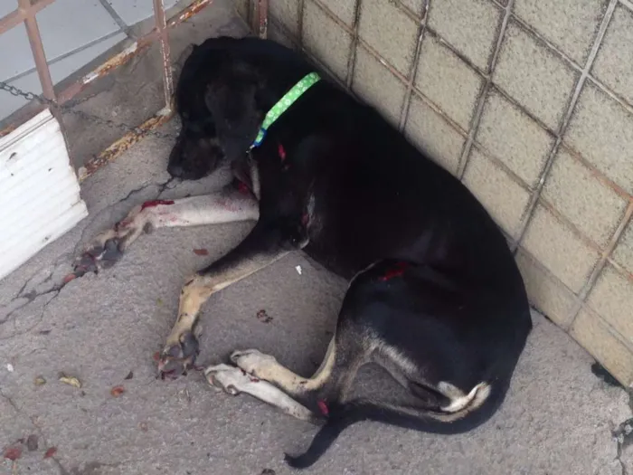 Cachorro raça Srd idade  nome Sorte