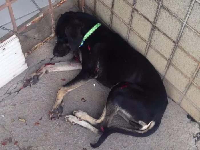 Cachorro raça Srd idade  nome Sorte