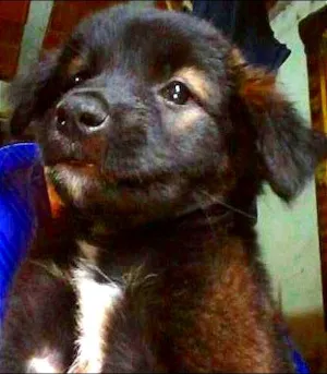 Cachorro raça SDR idade 2 a 6 meses nome MILK