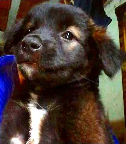 Cachorro ra a SDR idade 2 a 6 meses nome MILK