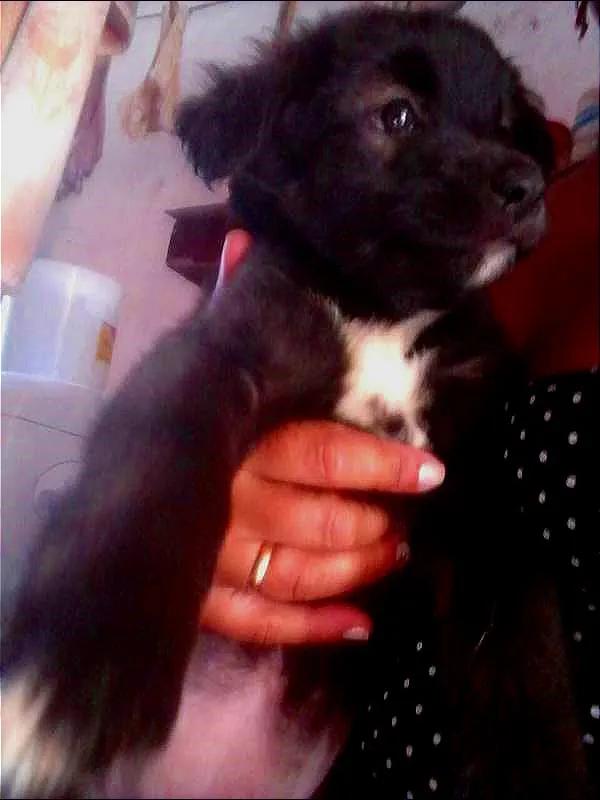 Cachorro ra a SDR idade 2 a 6 meses nome MILK