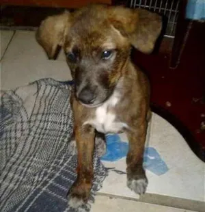 Cachorro raça SDR idade 2 a 6 meses nome TECA