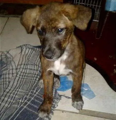 Cachorro ra a SDR idade 2 a 6 meses nome TECA