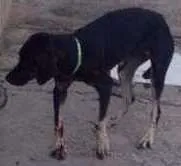 Cachorro raça Srd idade  nome Sorte