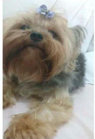 Cachorro ra a YORKSHIRE idade 6 ou mais anos nome VICKY