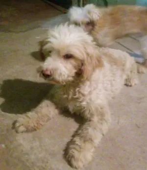 Cachorro raça Pudor  idade  nome Peludinha