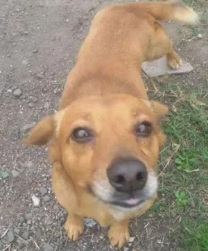 Cachorro raça Srd idade 2 anos nome Mortadela