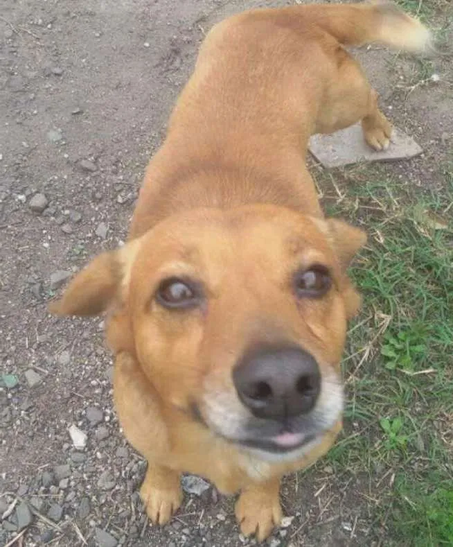 Cachorro ra a Srd idade 2 anos nome Mortadela