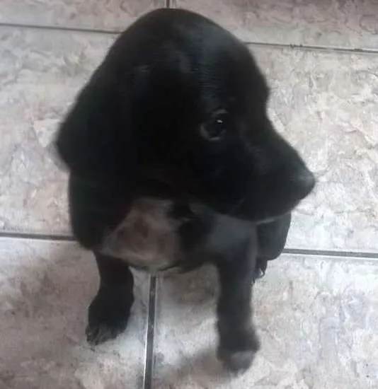 Cachorro ra a vira lata idade 2 a 6 meses nome sem nome