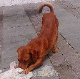 Cachorro raça Salsicha idade 1 ano nome Sem nome