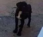 Cachorro raça Não definida idade 2 a 6 meses nome Não tem ainda