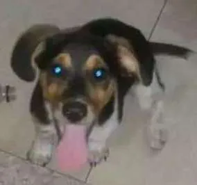 Cachorro ra a Sem raça idade 2 a 6 meses nome Sem nome ainda
