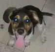 Cachorro raça Sem raça idade 2 a 6 meses nome Sem nome ainda