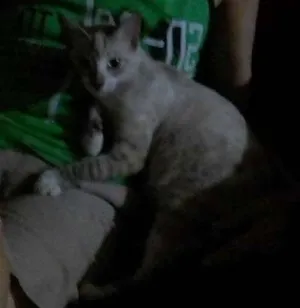 Gato raça srd idade 7 a 11 meses nome Comprida