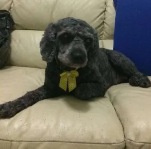 Cachorro raça Poodle  idade 5 anos nome Viana