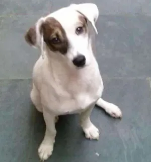 Cachorro raça srd idade 1 ano nome Paçoca 
