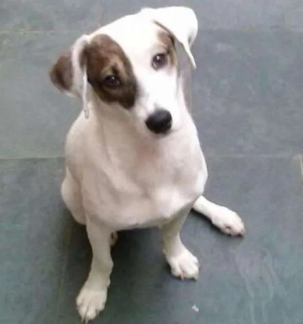 Cachorro ra a srd idade 1 ano nome Paçoca 