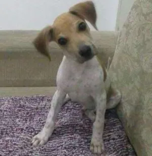 Cachorro raça mix beagle com sharpei idade 2 a 6 meses nome Tody