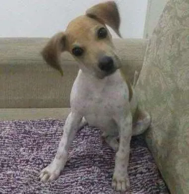 Cachorro ra a mix beagle com sharpei idade 2 a 6 meses nome Tody