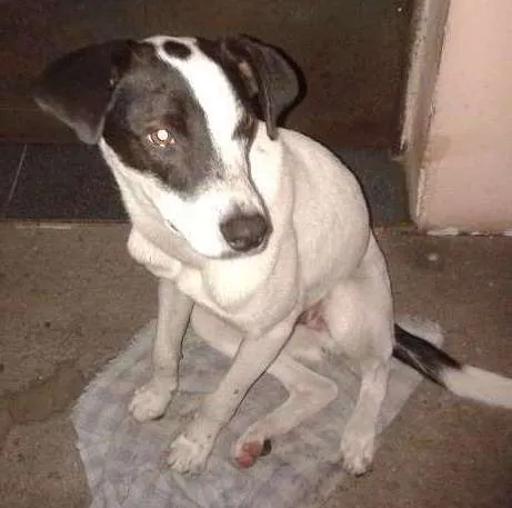 Cachorro ra a Viralata idade 7 a 11 meses nome Querin