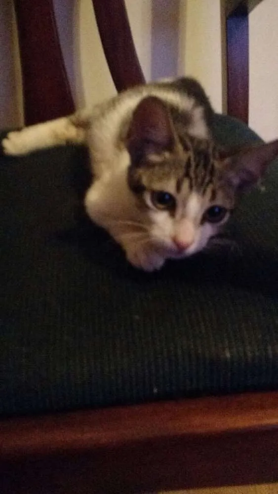 Gato raça Sem raça idade 2 a 6 meses nome Flash