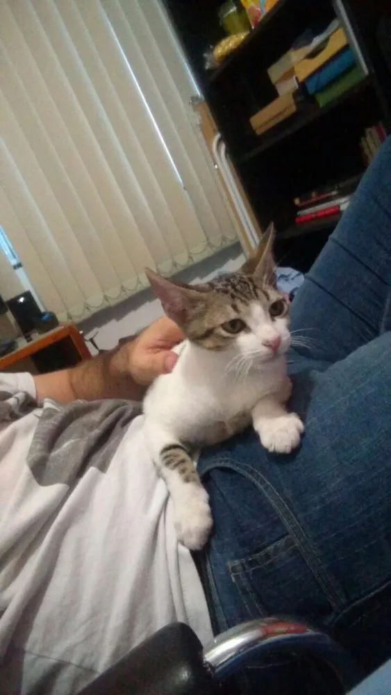 Gato raça Sem raça idade 2 a 6 meses nome Flash