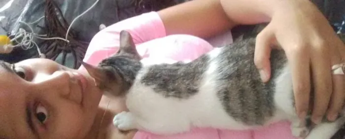 Gato raça Sem raça idade 2 a 6 meses nome Flash