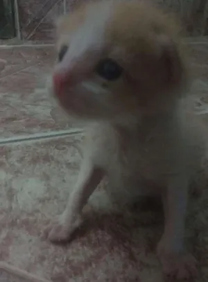 Gato raça  idade Abaixo de 2 meses nome Não tem