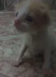Não tem