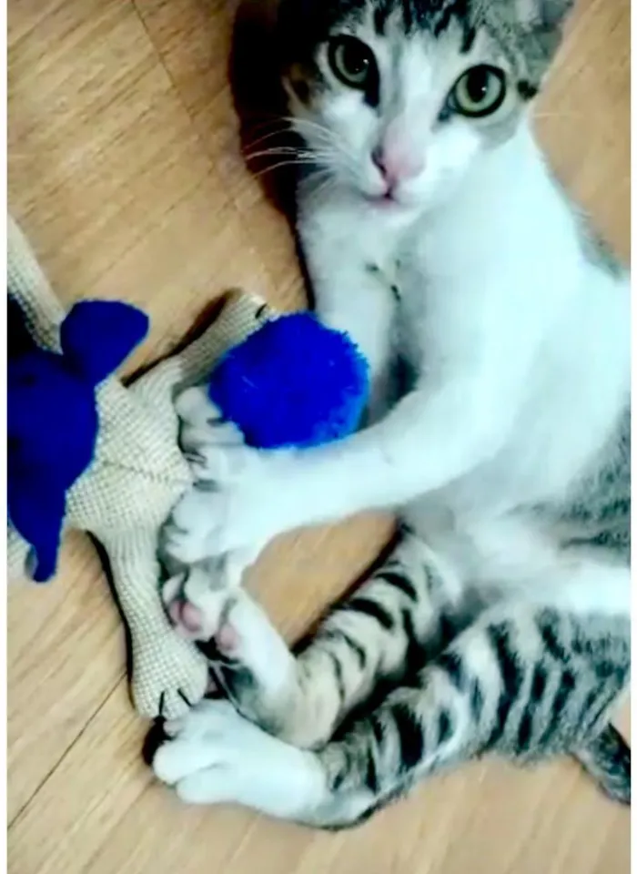 Gato raça Sem raça idade 2 a 6 meses nome Flash