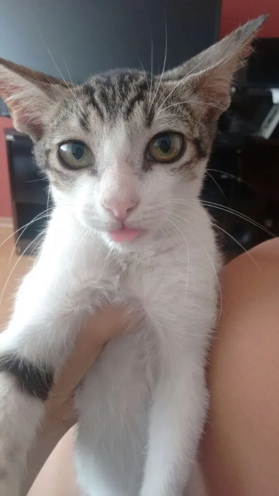 Gato raça Sem raça idade 2 a 6 meses nome Flash